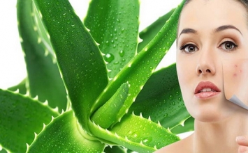 Dưỡng da, giải nhiệt từ cây lô hội