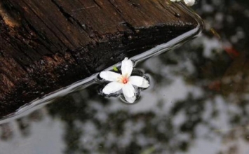 Vô ngã nhưng sự sống vẫn nhiệm mầu