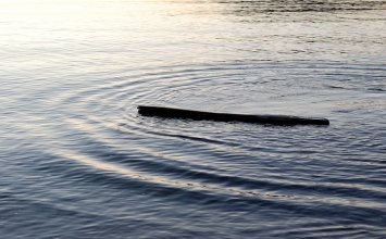 Khúc gỗ trôi sông