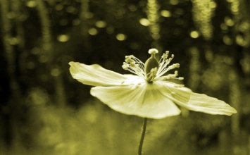 Ngồi thiền thì ai đánh ai