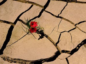 Biết ơn vì bạn đang sống