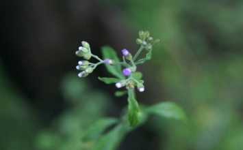 Lìa tướng văn tự