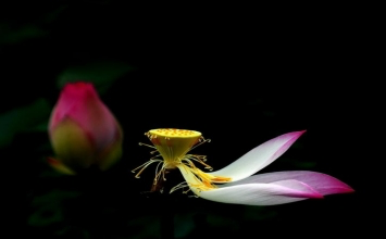 Giúp ta làm đẹp cuộc đời