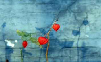 Đối phó với cái đau khi tọa thiền