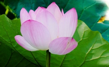 Cuộc sống thế nào là tự mình quyết định