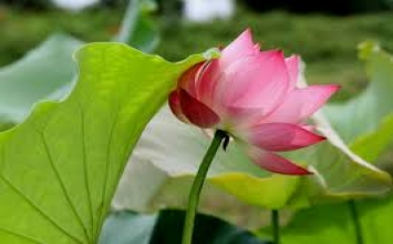 Cú, Quạ tranh hùng