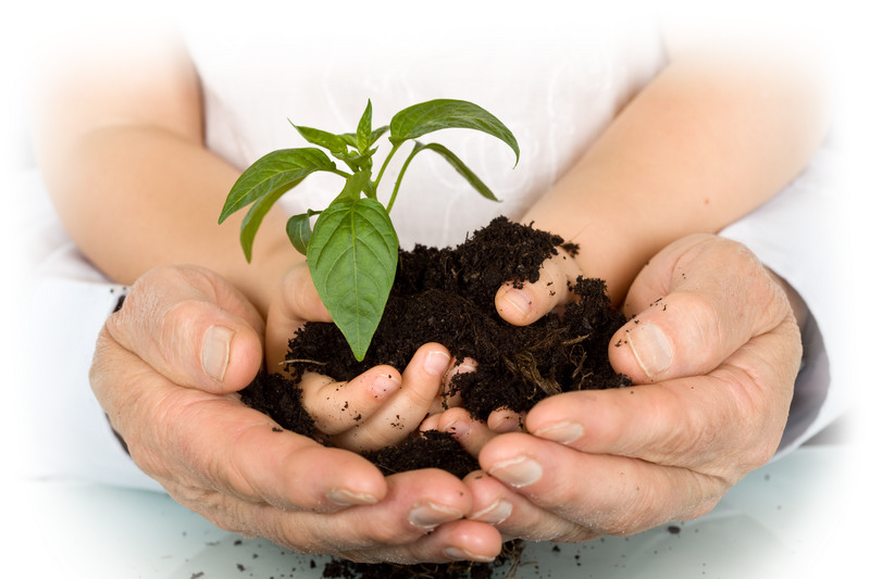 Cội rễ của sự trưởng thành