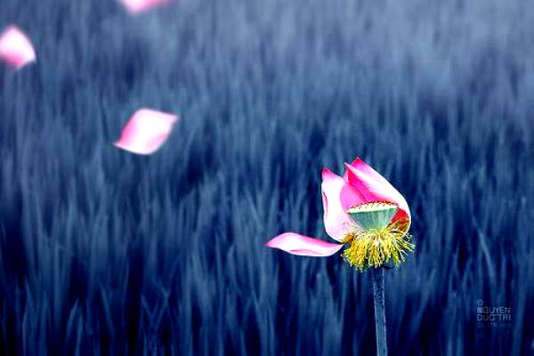 Người đẹp nhất