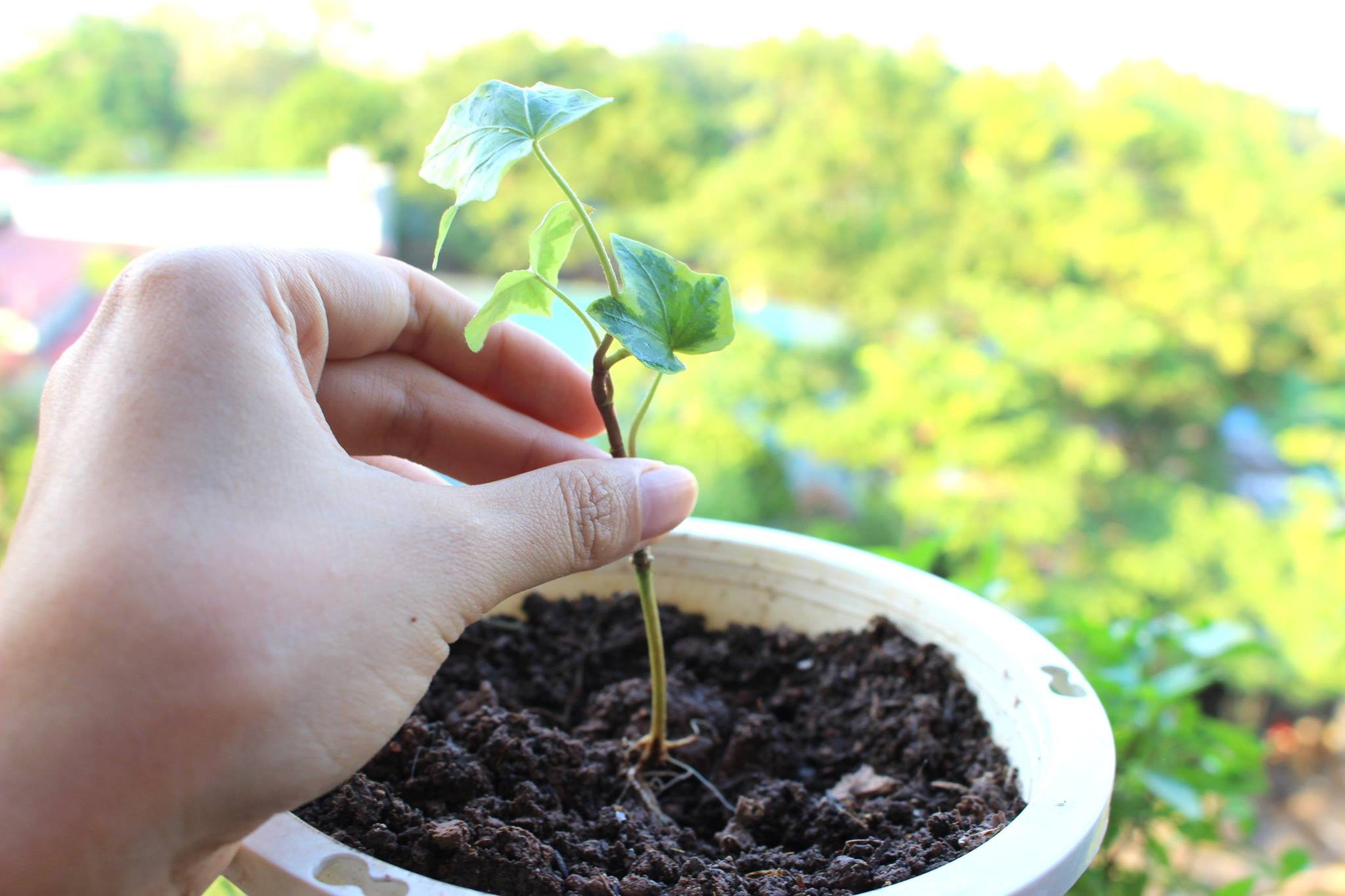 Nếu không có tình yêu