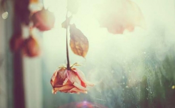 Không lầm thân mộng