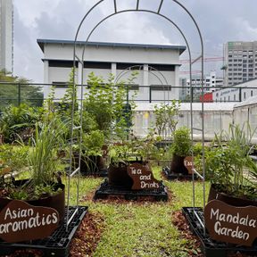 Anderson Primary School Garden