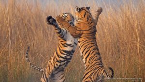 Golden triangle tour with Ranthambore