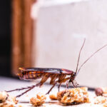 Expert Roach Removal Services in IL: Safe, Fast & Guaranteed 3 Expert Roach Removal Services in IL: Safe, Fast & Guaranteed