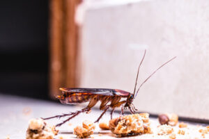 Expert Roach Removal Services in IL: Safe, Fast & Guaranteed