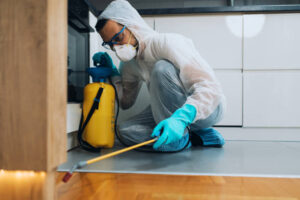 Bugs, Rats & More – Perth’s Pest Extermination Pros Have You Covered!