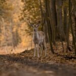 3 Days Ranthambore Tiger Reserve Tour Package – Wildlife Safari in Rajasthan 3 3 Days Ranthambore Tiger Reserve Tour Package – Wildlife Safari in Rajasthan