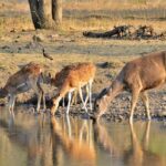 3 Days Ranthambore Wildlife Tour Package – Explore the Thrilling Tiger Safari in Rajasthan 3 3 Days Ranthambore Wildlife Tour Package – Explore the Thrilling Tiger Safari in Rajasthan