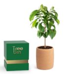 Biodegradable, Compostable & Eco-Friendly Urns: What You Should Understand