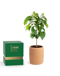 Biodegradable, Compostable & Eco-Friendly Urns: What You Should Understand 1 Biodegradable, Compostable & Eco-Friendly Urns: What You Should Understand