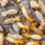 Why Store-Bought Sprays Can’t Stop Termites (And Why Pros Can)