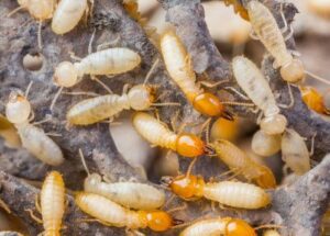 Why Store-Bought Sprays Can’t Stop Termites (And Why Pros Can)