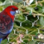 Top Anti Bird Net Manufacturers in India | Durable & Affordable Bird Protection Nets | Arthi Enterprises 3 Top Anti Bird Net Manufacturers in India | Durable & Affordable Bird Protection Nets | Arthi Enterprises