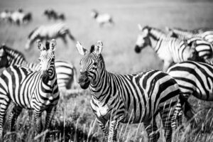 Tanzania Wildlife Safari & Packing Guide: Everything You Need for the Adventure of a Lifetime