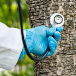 The Science Behind Tree Surgery: How Arborists Diagnose Tree Health Problems