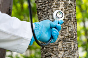 The Science Behind Tree Surgery: How Arborists Diagnose Tree Health Problems 1 The Science Behind Tree Surgery: How Arborists Diagnose Tree Health Problems