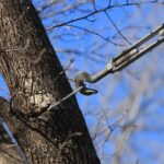 Cabling And Bracing: Essential Tree Safety Basics