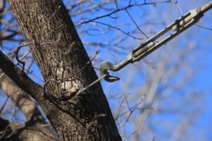 Cabling And Bracing: Essential Tree Safety Basics