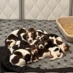 Best Foods for Dogs and Cats in 2025