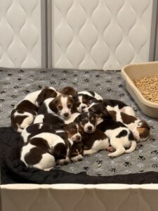 Best Foods for Dogs and Cats in 2025 1 Best Foods for Dogs and Cats in 2025