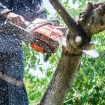 Essential Tips for Professional Tree Removal? 3 Essential Tips for Professional Tree Removal?