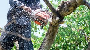 Essential Tips for Professional Tree Removal? 1 Essential Tips for Professional Tree Removal?