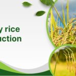A Complete Guide to Modern Paddy Rice Production