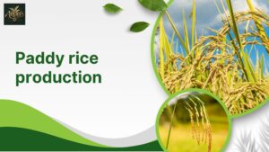 A Complete Guide to Modern Paddy Rice Production 1 A Complete Guide to Modern Paddy Rice Production