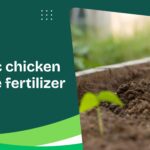 What Makes Organic Chicken Manure Fertilizer a Natural Soil Booster? 3 What Makes Organic Chicken Manure Fertilizer a Natural Soil Booster?