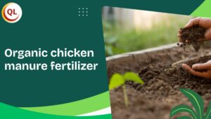 What Makes Organic Chicken Manure Fertilizer a Natural Soil Booster?