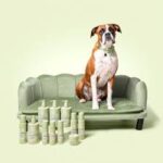 The Eventual Pet Grooming Guide: Finest Dog Shampoo for Dry Skin, Flea & Tick Safety, and Vital Pet Care Products