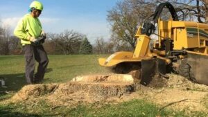 How Stump Removal Improves Landscape Safety and Aesthetics