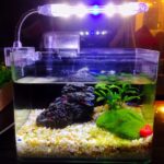 Fish Tank Light: Why the Right Lighting Makes All the Difference