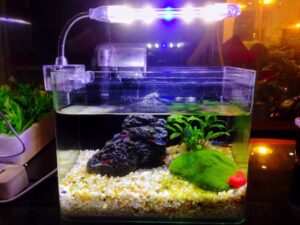 Fish Tank Light: Why the Right Lighting Makes All the Difference