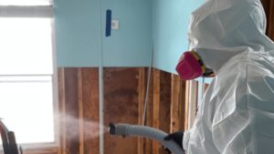 Everything Homeowners Should Know About Mold Remediation in Commerce, GA