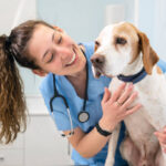 Park Hills Animal Hospital: Advanced Vet Care for Your Pets