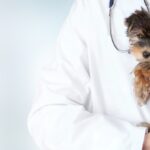 Pet Emergency Clinic Guide for First-Time Pet Parents