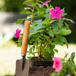 Garden Makeover Sydney: From Overgrown to Beautiful Gardens