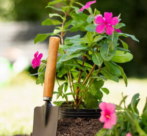 Garden Makeover Sydney: From Overgrown to Beautiful Gardens