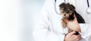 Veterinary Acupuncture for Senior Pets’ Comfort and Health