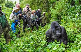 Experience the Wild | Gorilla Trekking & African Safaris
